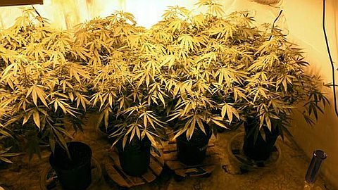 Cannabis: la Maison d’un Policier Transformée en Serre...