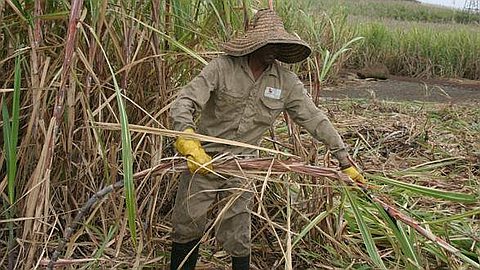 Sugar Industry: MSPA Proposes to Operate Its Plants 24/7