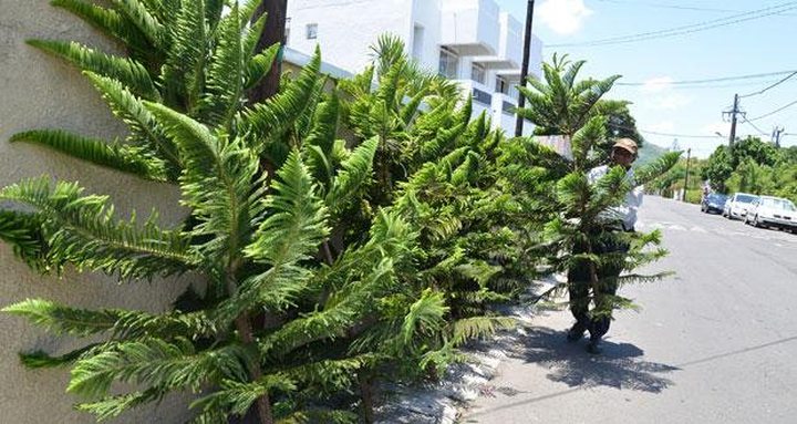 Christmas Fir Bloom Every Street Corner