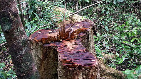 Bois de rose: La Fin du Trafic Illicite Dans 3 Ou 4 Ans