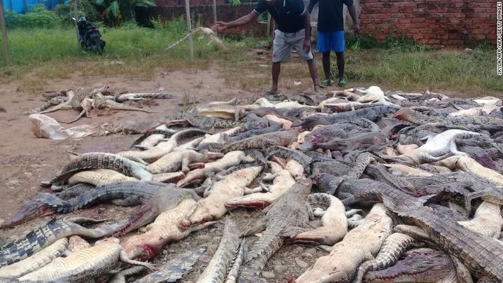 Mob in Indonesia slaughters 300 crocodiles...