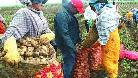 Pomme de Terre : 18 000 t Produites Cette Année