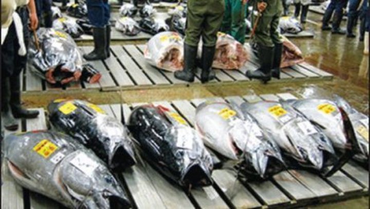 Mauritian Tuna Valued in Europe and Asia