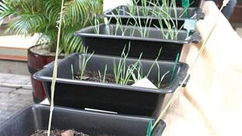 Feasibility Study: Wheat Crop on Large Scale Soon