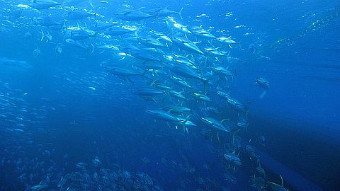 Access 34 EU Tuna Vessels To Mauritius EEZ