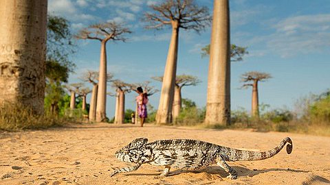 Picture of the Day: Walking Chameleon