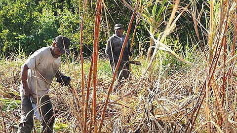 PRA: Price of Bagasse "Too Ridiculous"