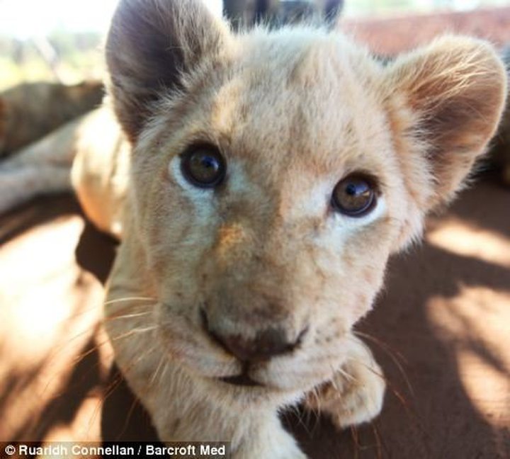 Video of the Day: Man Plays With Lions and ...