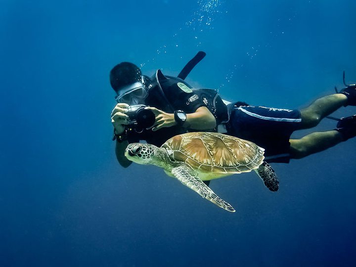 Turtle Dive, Mauritius