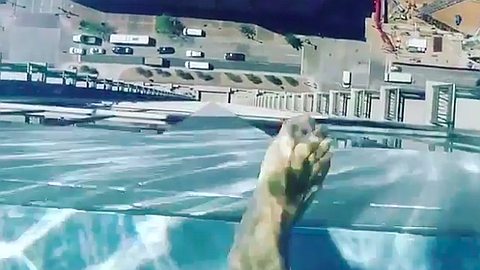 Sky pool in Houston, US, lets you fly and swim at the same time