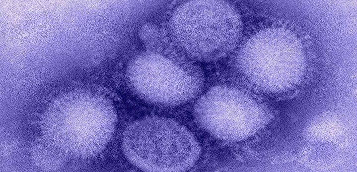 H1N1, H3N2 : les virus sous le microscope