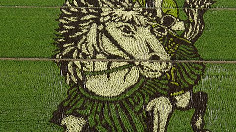 Bizarre Spectacle of the Giant Crop Murals Covering Rice Fields in Japan