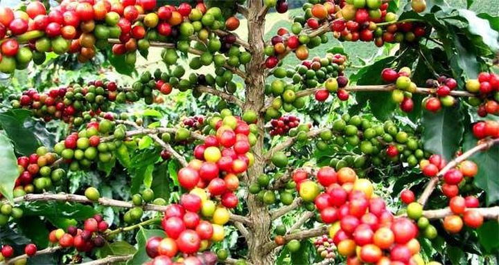 Local Products: Rodrigues's Coffee Promises...