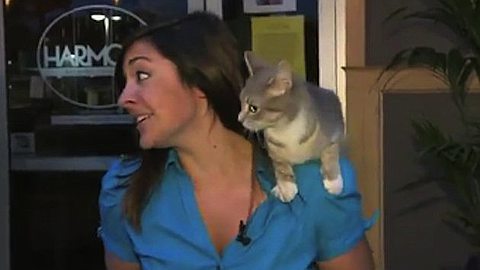 Cat Climbs Onto TV Reporter’s Shoulder During Live Broadcast
