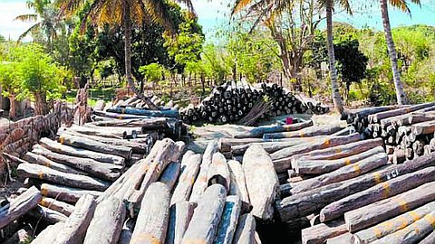 Rosewood Traffic: Involvement of Former Minister Confirmed