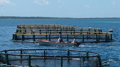 250 Jobs Created at the Marine Farm Mahebourg