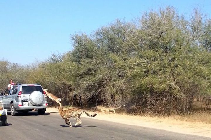 Video of the Day: Antelope Saved from Chases ...