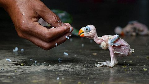 Picture of the Day: Parrot