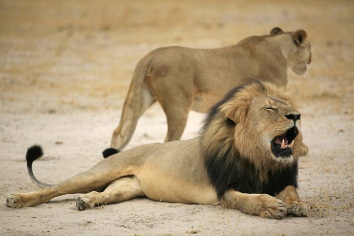 Cecil was well known in Hwange National Park in Zimbabwe.