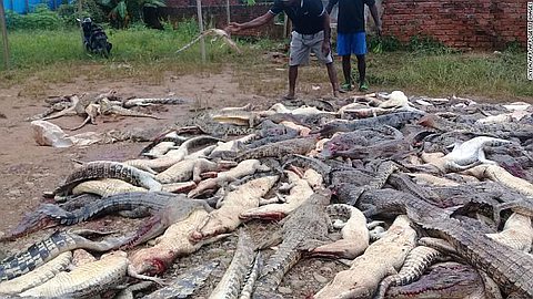 Mob in Indonesia slaughters 300 crocodiles in revenge killing