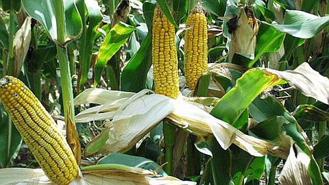 Health: GMOs On Your Plate?