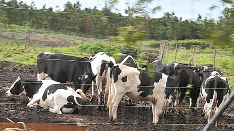 Illegal Logging: Rs 100,000 Fine And Three Years In Prison