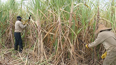 In 2011/2012: Exports of 125,000 Ton of Special Sugar