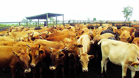 Fièvre aphteuse: «Les 20 000 vaccins commandés sont inutilisables»