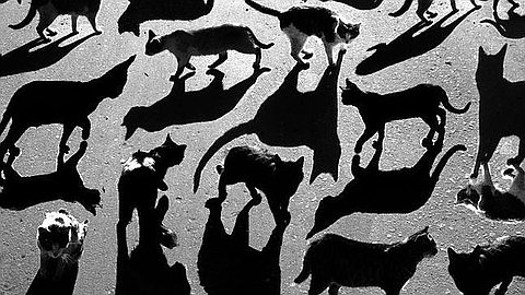 Picture of the Day: Cats