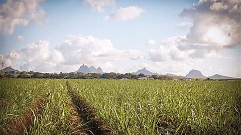 The Future of Small Cane Planters
