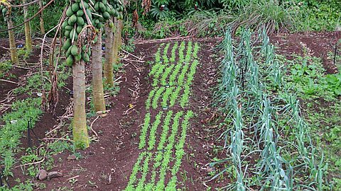 Etude: 60 Substances Nocives Utilisées dans les Plantations