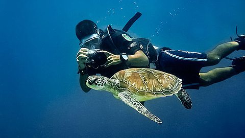 Les baignades avec les tortues interdites : plaisanciers vous êtes avertis…