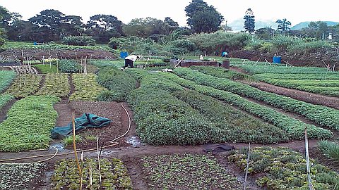 Pesticides: les planteurs contre la taxe de 15%