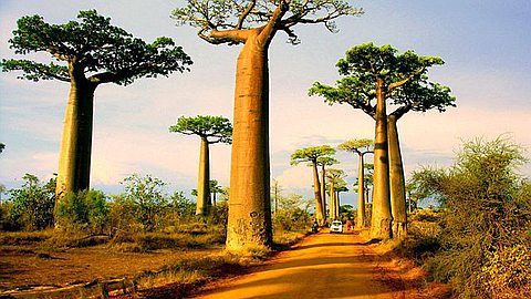 Picture of the Day: Avenue of the Baobabs