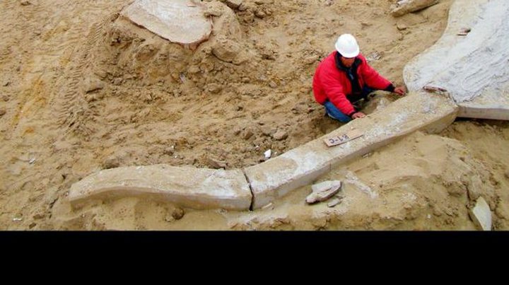 Mysterious Whale Graveyard Unearthed in Chilean Desert