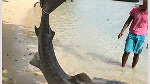 Grand-Gaube: il retire de l’eau des… requins au lieu de poissons