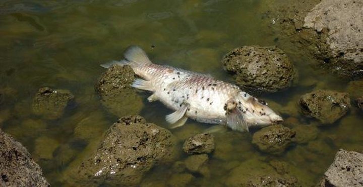 Dead Fish in Valetta: Analysis Report Expected ...