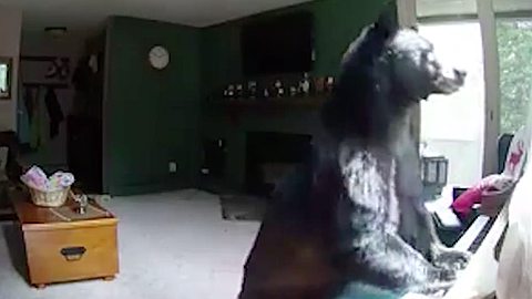 Chill bear breaks into family home to play their piano