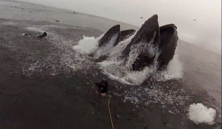 Video of the Day: Whales Almost Eat Divers
