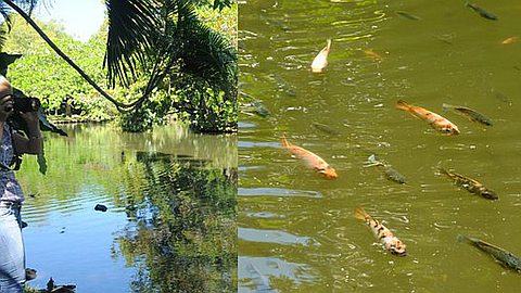 Thousands Of Dead Fish At Pamplemousses Garden