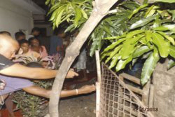 The Face of Christ Appears on a Mango Tree...