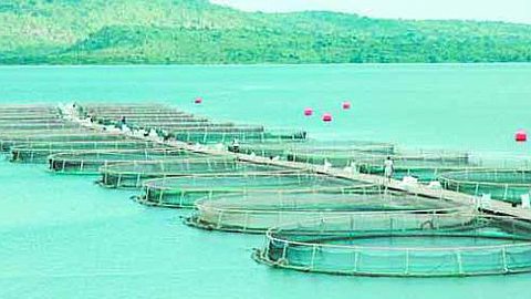 Aquaculture : « Il n’y a pas pire endroit qu’une petite île pour développer l’élevage en mer »