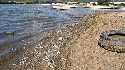 Hundreds of Fish Found Dead in Poudre d'Or