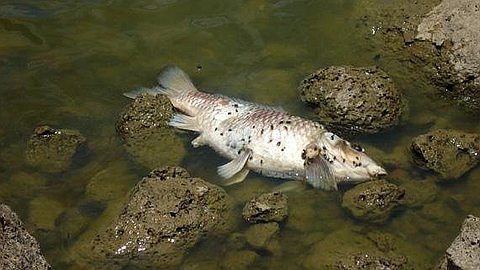 Dead Fish in Valetta: Analysis Report Expected Tuesday