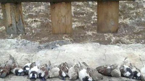 Dans un complexe à Flic-en-Flac: Des cadavres d’animaux éparpillés au Jardin d’Anna