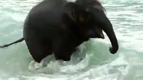 Video of the Day: Baby Elephant Sees Sea for the First Time