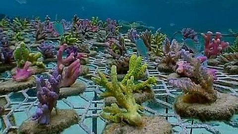 Fisheries Get Rs 1.2 M to Expand Coral Farming