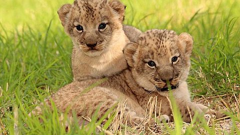 Naissance Des Premiers Lionceaux A  L’île Maurice