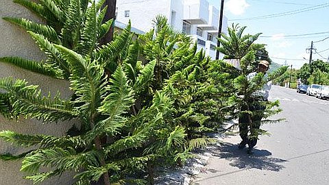 Christmas Fir Bloom Every Street Corner