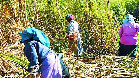 Main-d’Oeuvre Étrangère Pour le Secteur Sucrier